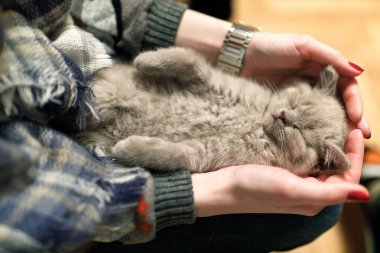 Elinde uyuyan kedi yavrusu