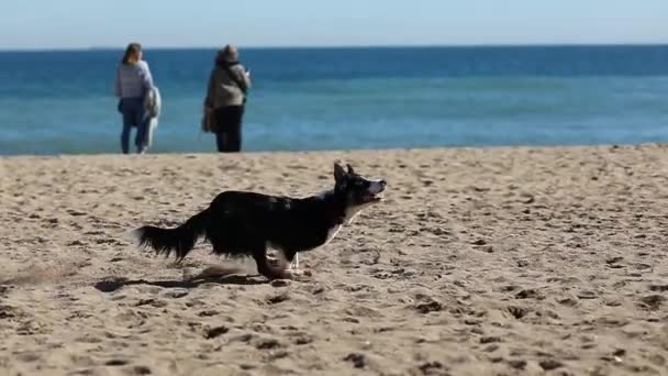 Border ποιμενικού σκύλου άλματα και πιάνει μια εύελικτη δράση frisbee σε μια παραλία σε αργή κίνηση — Αρχείο Βίντεο