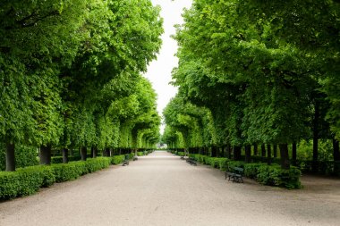 Green bushes at palace garden in Vienna  clipart