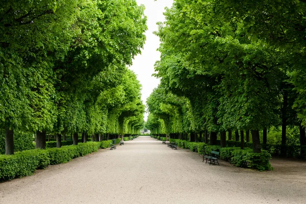 Zelené keře v zahradě paláce ve Vídni — Stock fotografie