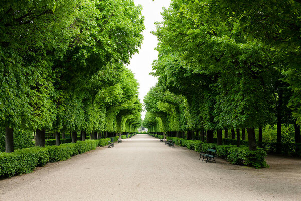 Green bushes at palace garden in Vienna 