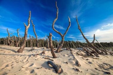 Dunes Slowinski Milli Parkı içinde eski ağaçlar kuru. Leba, Polonya