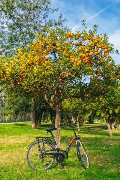 Jízdní kolo zaparkované pod ovocný strom s zralé pomeranče v parku ve Valencii — Stock fotografie