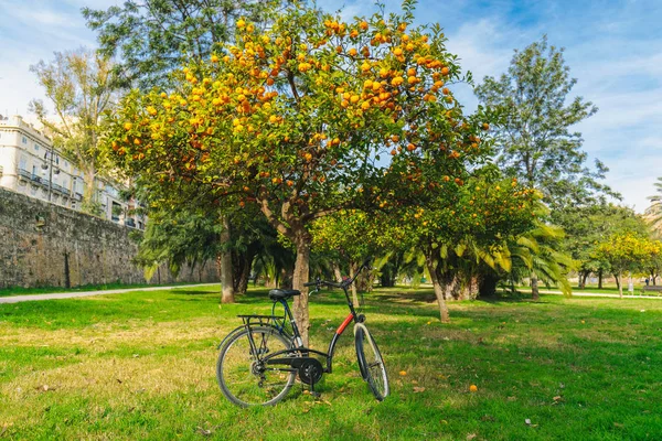 Bicycle parked under the fruit tree with ripe oranges in park of Valencia — Stock Photo, Image