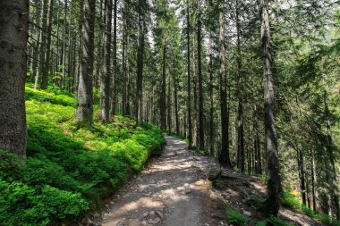 Yaz orman Tatra Dağları, Polonya yolundaki hiking