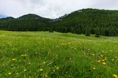 Canlı yeşil çayır Tatra Dağları, Polonya