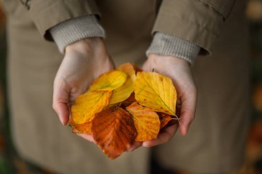 Sonbahar ruh hali. Renkli sarı ve kahverengi yaprakları ile arka plan bulanık tutan eller closeup