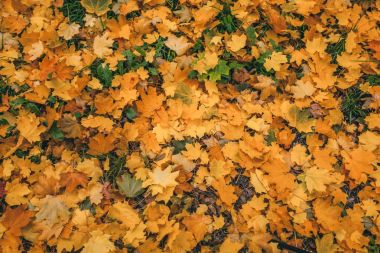 Sonbahar ruh hali: çim kaplı sarı akçaağaç yaprakları ile