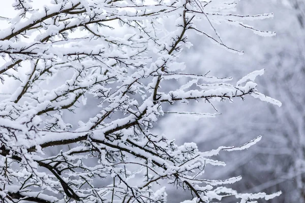 Temporada Inverno Polônia Ramos Árvores Cobertos Neve Parque Durante Forte — Fotografia de Stock