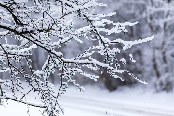 Temporada Inverno Polônia Ramos Árvores Cobertos Neve Parque Durante Forte — Fotografia de Stock