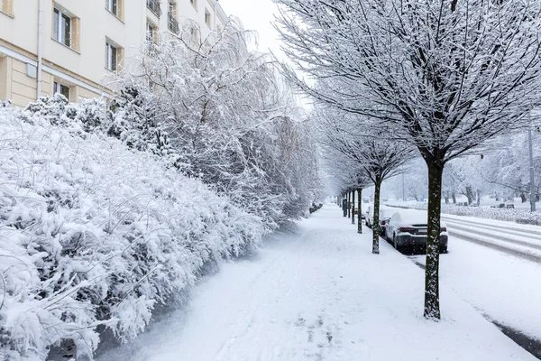 Temporada Inverno Polônia Árvores Parque Durante Forte Queda Neve Gdynia — Fotografia de Stock