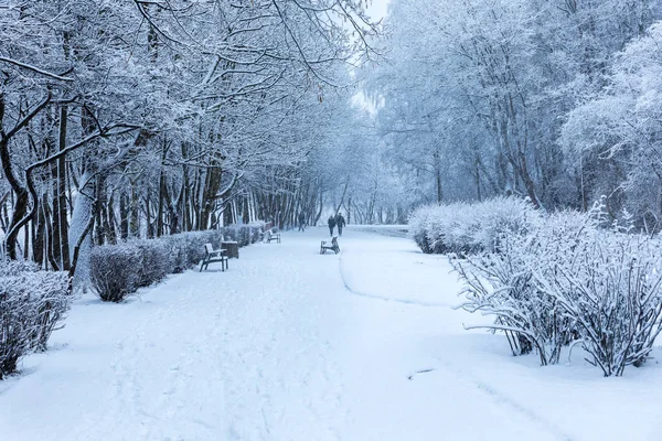 Temporada Inverno Polônia Árvores Parque Durante Forte Queda Neve Gdynia — Fotografia de Stock