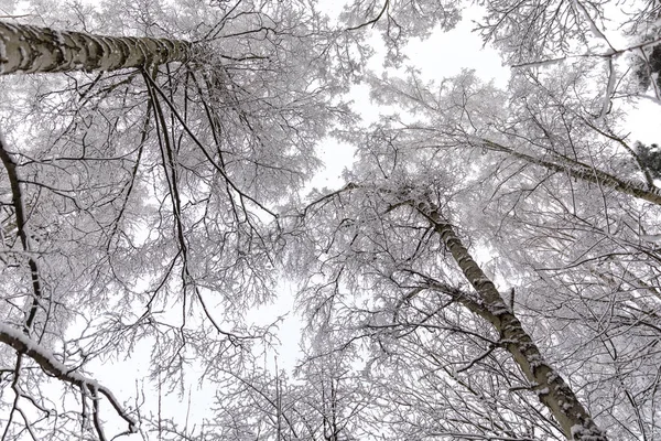 Stagione Invernale Polonia Alberi Nel Parco Durante Forte Nevicata Gdynia — Foto Stock