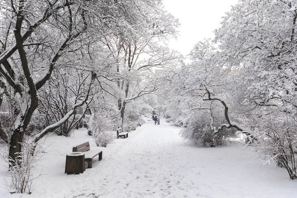 Winter Season Poland Trees Empty Bench Park Heavy Snowfall Gdynia — Stock Photo, Image