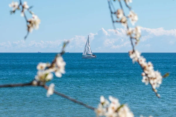 Весна Балтийского Моря Яхта Парусный Спорт Видели Через Цветущее Дерево — стоковое фото