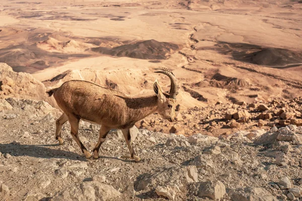 Ibex บนหน าผาท ปราสาทราโมน กเคชราโมน ในทะเลทรายน กเฟในอ สราเอล — ภาพถ่ายสต็อก
