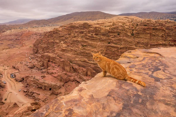 ヨルダン観光 山頂からペトラの彫刻された街を観察する生姜猫 — ストック写真