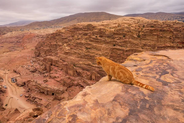 Ürdün Görülmüş Kızıl Kedi Dağın Tepesinden Oyulmuş Petra Şehrini Gözlemliyor — Stok fotoğraf