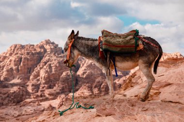 Ürdün 'deki Petra mağara şehrinde eyerli eşek.