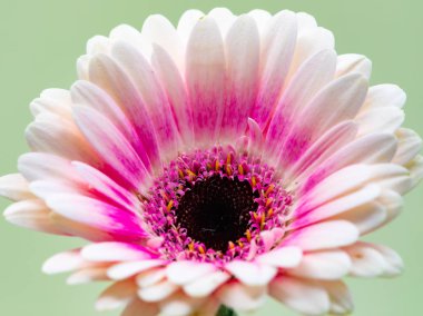 Yakın plan Gerbera çiçeği.