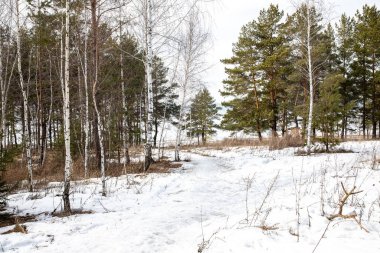 Ormanda kışın son günlerinde, çok az kar kalır..
