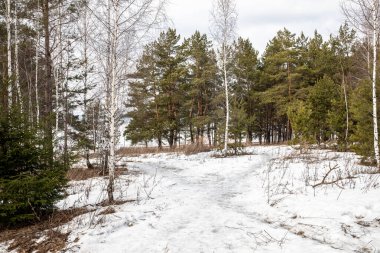 Ormanda kışın son günlerinde, çok az kar kalır..