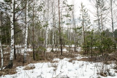 Ormanda kışın son günlerinde, çok az kar kalır..