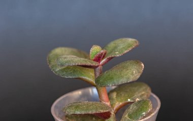 Toprağa dikmeden önce küçük bir filiz olan Crassula ovata 'nın (Rusça adı Para Ağacı) kabarık ve sulu yaprakları..