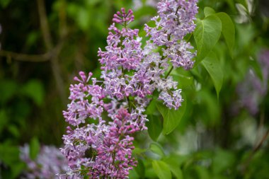 Cennet bahçesinde leylak çiçekleri açsın.
