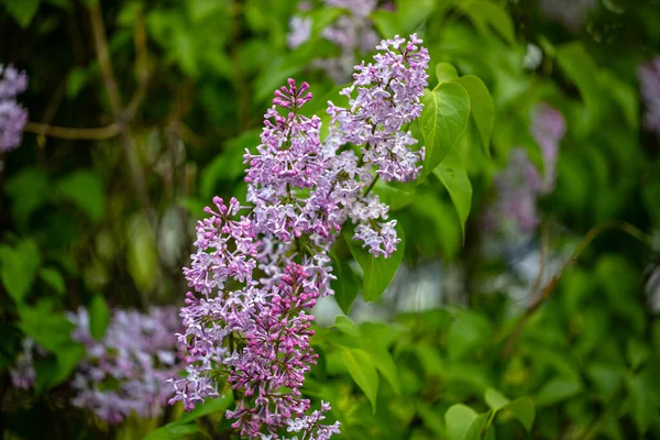 Horách Květen Šeřík Kvete Přepychově Zahradě — Stock fotografie