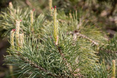 İlkbaharda çam ağaçlarının genç filizleri çiçek açıyor.