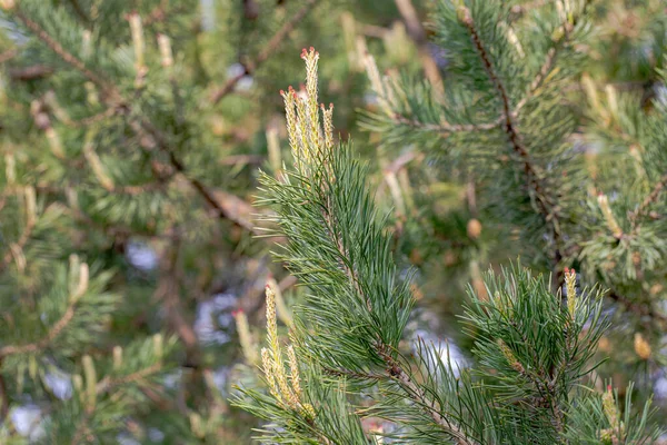 Tavasszal Fiatal Hajtások Fenyőfák Virágzó Gombokkal — Stock Fotó