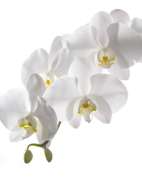 Gruppo Orchidea Bianca Fresca Isolata Sfondo Bianco — Foto Stock
