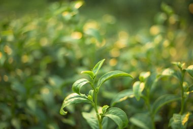 Taze çay tomurcuğu tarlasını kapatın Sarı altın bokeh sunlig