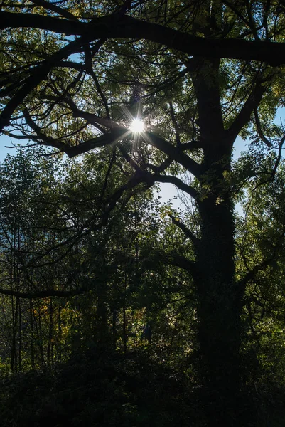 Silhuetas de árvores no pôr do sol sobre uma floresta montesa . — Fotografia de Stock