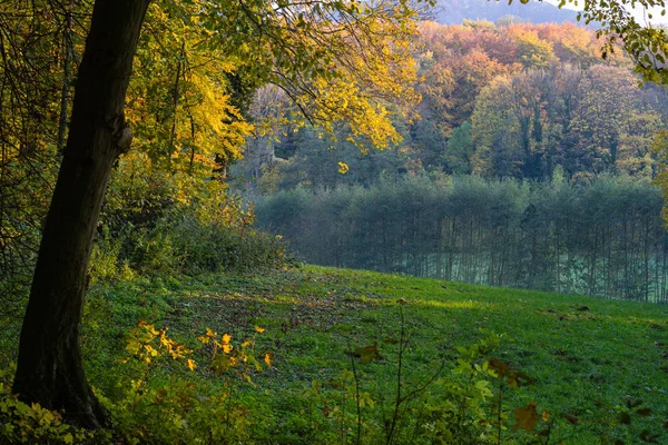 Utsikt under ett träd på en höstskog i ljuset av kvällssolen. — Stockfoto