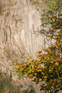 Kaya duvarının önünde sonbahar yaprakları olan bir dal..