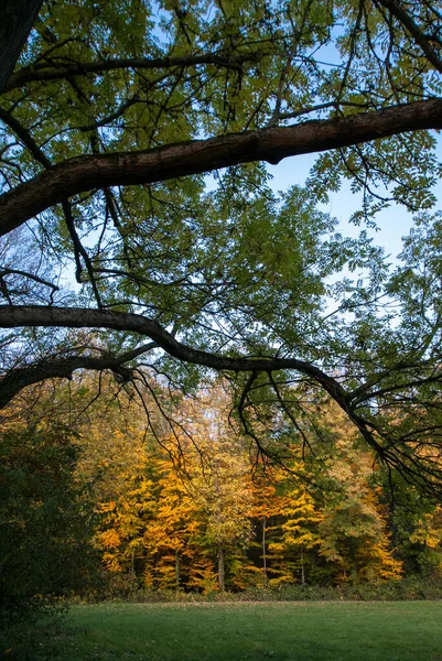 Träd vid kanten av en höstskog i ljuset av kvällssolen. — Stockfoto