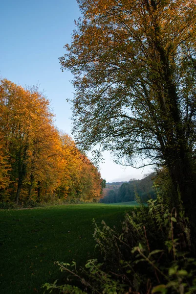 Vista dal bordo dei prati su un bosco autunnale alla luce del sole della sera . — Foto Stock