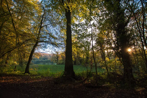 Vista entre árvores sobre prados em uma floresta de outono à luz do sol da noite . — Fotografia de Stock