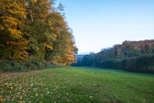 Utsikt längs en skogskant i ljuset av höstsolen. — Stockfoto