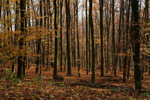 Öğleden sonra, sonbahar ormanlarında ağaçlar.
