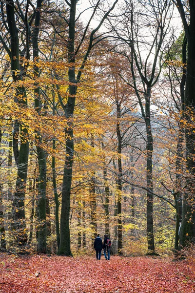 Vandrare på stig i höstskogen. — Stockfoto