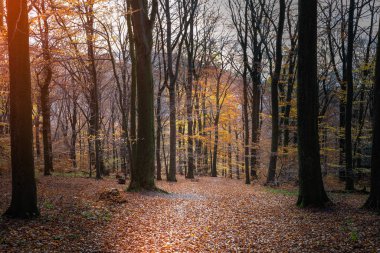 Öğleden sonra güneşinin ışığında ağaçlar ve farklı yapraklar arasında bir görünüm.
