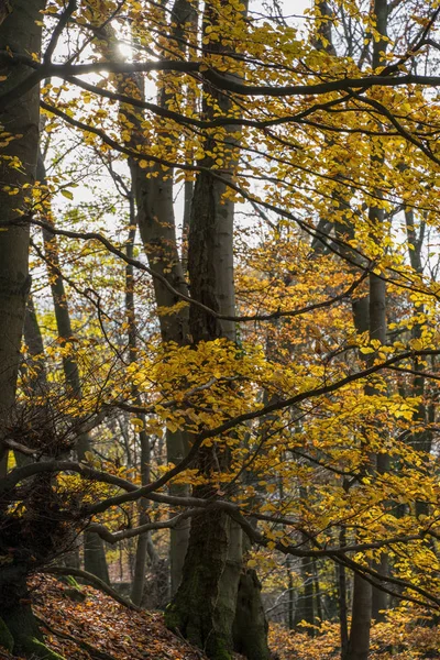 Visa på ett träd witrh brokiga blad i höstskogen. — Stockfoto