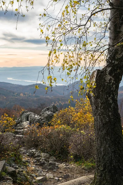 Árvore no Oelberg, vista para o rio Reno sobre uma floresta outonal . — Fotografia de Stock