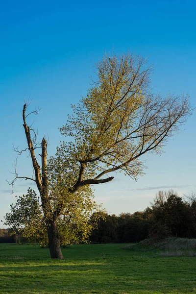 Παλιό, φθαρμένο δέντρο στα απογευματινά λιβάδια. — Φωτογραφία Αρχείου