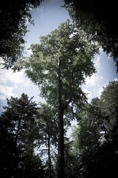 Un árbol alto domina el bosque montañoso . — Foto de Stock