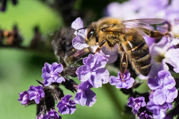 Μια μέλισσα σε ένα λουλούδι το καλοκαίρι. — Φωτογραφία Αρχείου