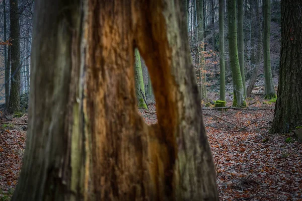 À travers un trou dans une souche dans une forêt hantée . — Photo